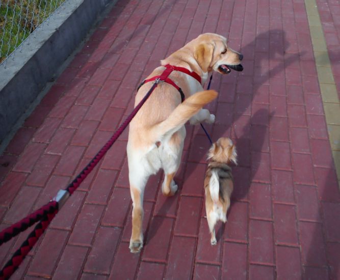 chihuahua hodowla