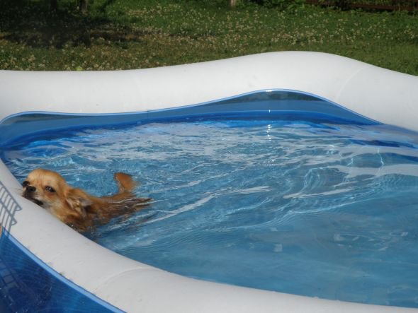 chihuahua hodowla rzeszów