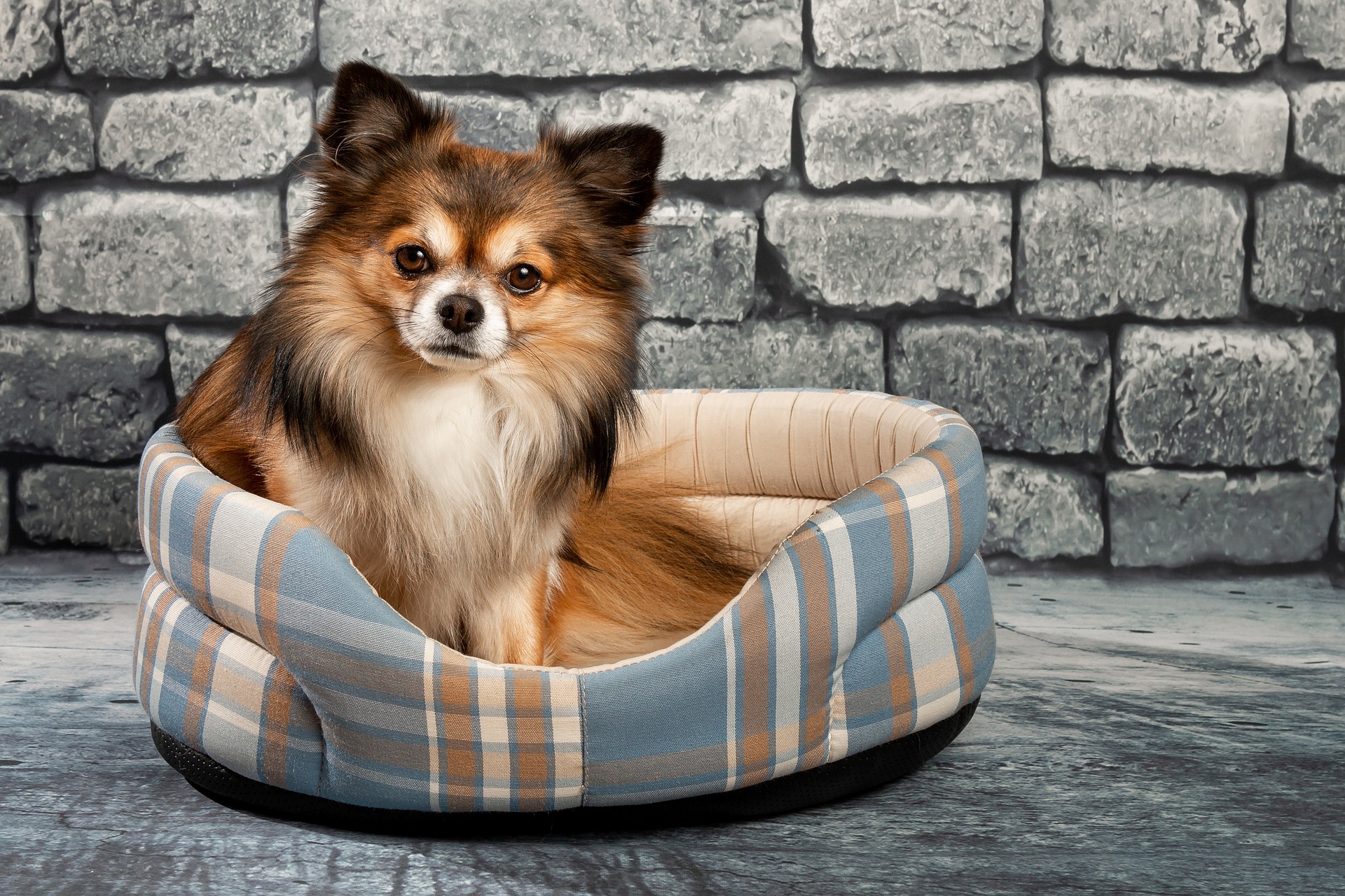 Wzorzec Rasy Chihuahua