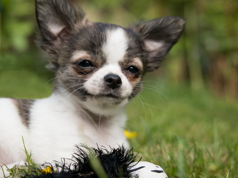 Informacje o rasie chihuahua